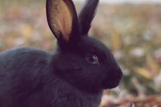 Black rabbit on yellow leafs looking