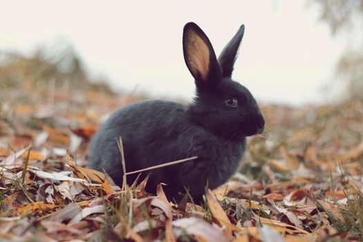 Black rabbit on yellow leafs looking