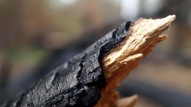 A close up of a burned tree. Black and sad