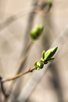Young leaves bloom from buds on trees in spring. Close up