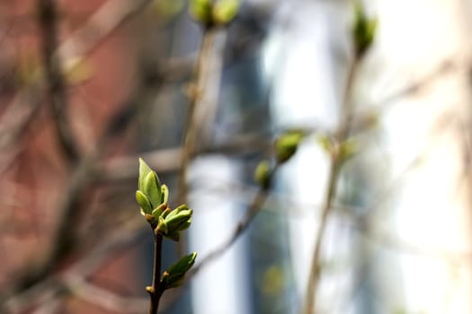 Young leaves bloom from buds on trees in spring. Close up