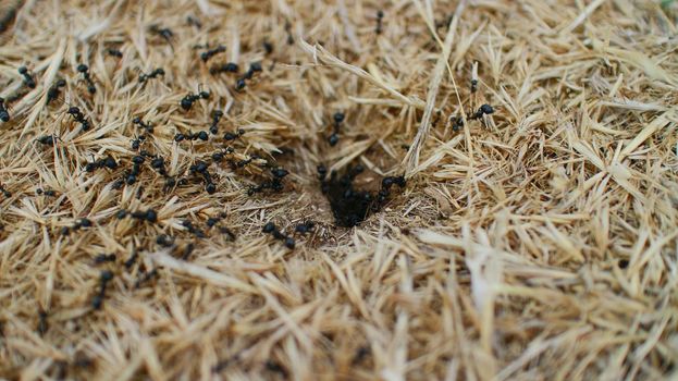 black ants running in a pile of yellow hay. insects