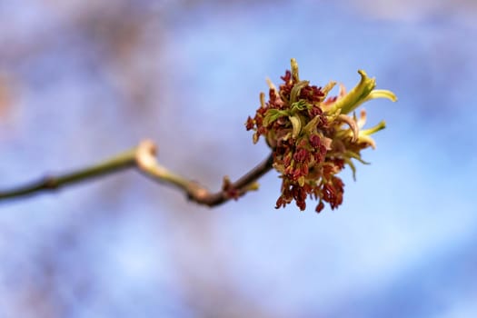 Young leaves bloom from buds on trees in spring. Close up