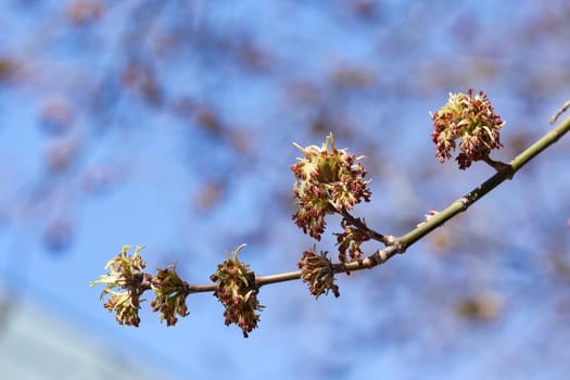 Young leaves bloom from buds on trees in spring. Close up