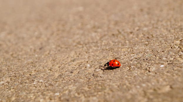 A close up of a ladybug. Macro. Insect