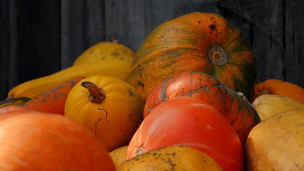 A group of pumpkins yellow and orange