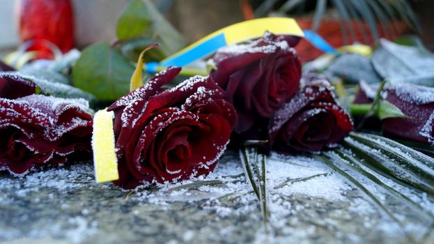 Red roses in snow with yellow and blue ribbons on it