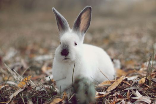 White rabbit with black ears on yellow leafs looking