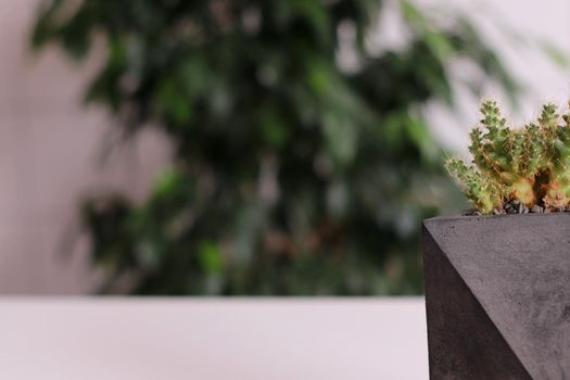 A concrete organiser with cactus in it it on a white table