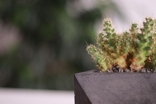 A concrete organiser with cactus in it it on a white table