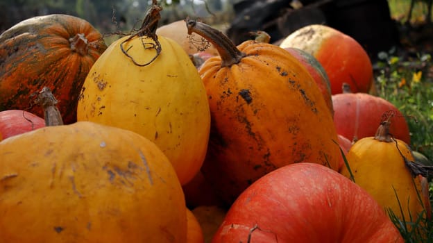 A group of pumpkins yellow and orange on the grass