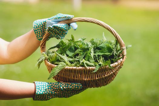 Freshly Picked Nettle. Woman holding a basket of fresh stinging nettles with garden gloves, selective focus