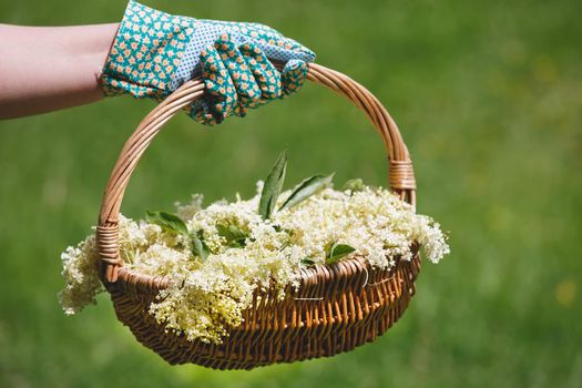 Woman Holding Freshly Picked Elderflower For Cordial Preparation, selectice focus