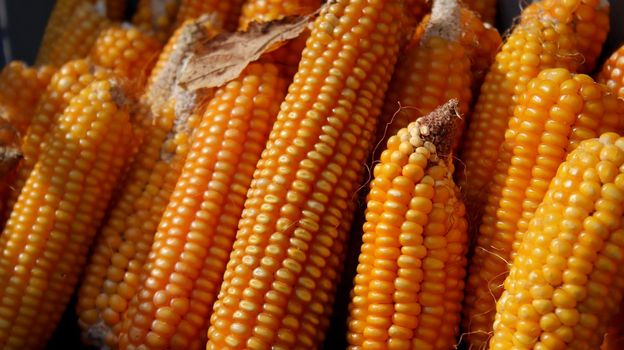 A group of corn close up