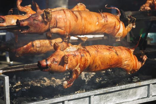 Whole roasted pigs on spit above smoking barbecue, selective focus