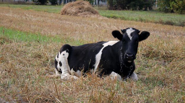 A brown and white cow lying on top of a dry grass field in a village