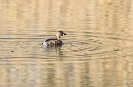 A Little Grebe in a Park, Ziegeleipark, Heilbronn, Germany