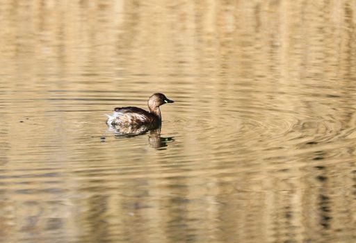 A Little Grebe in a Park, Ziegeleipark, Heilbronn, Germany