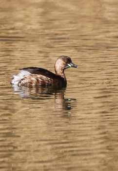 A Little Grebe in a Park, Ziegeleipark, Heilbronn, Germany