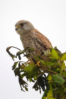 Common Kestrel (Falco tinnunculus) sitting on a tree