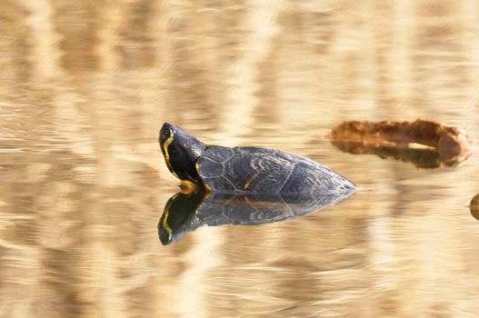 A Yellow-bellied slider (Trachemys scripta scripta) in the Ziegeleipark Heilbronn, Germany, Europe