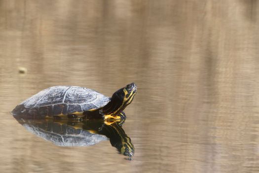 A Yellow-bellied slider (Trachemys scripta scripta) in the Ziegeleipark Heilbronn, Germany, Europe