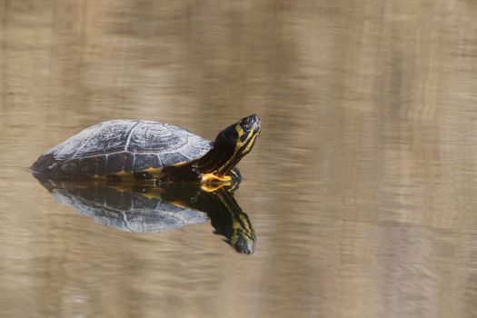 A Yellow-bellied slider (Trachemys scripta scripta) in the Ziegeleipark Heilbronn, Germany, Europe