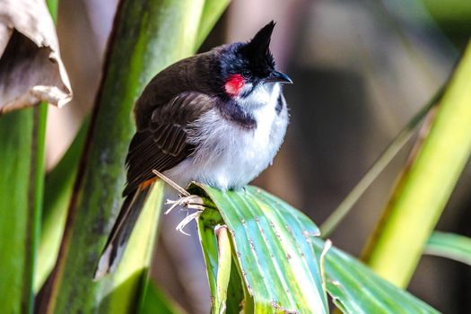 Southeast Asian Red-whiskered bulbul (Pycnonotus jocosus), Mauritius, Africa