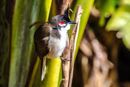 Southeast Asian Red-whiskered bulbul (Pycnonotus jocosus), Mauritius, Africa