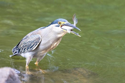 Mangrove Heron (Butorides striata, Butorides striatus), Mauritius, Indian Ocean, Africa