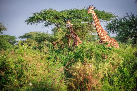 Masai Giraffe in Tsavo East Nationalpark, Kenya, Africa
