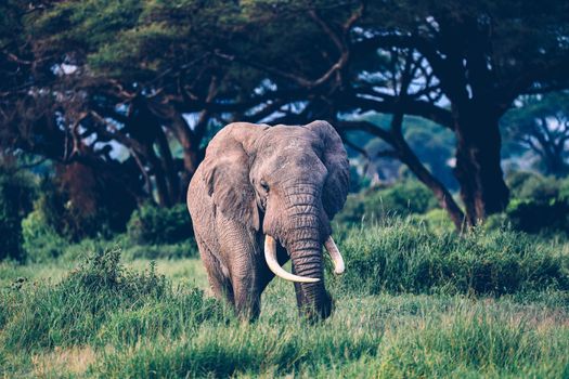 Elephants in Amboseli Nationalpark, Kenya, Africa 