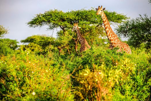 Masai Giraffe in Tsavo East Nationalpark, Kenya, Africa