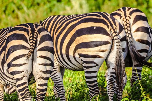 Zebras in Amboseli National Park, Kenya, Africa
