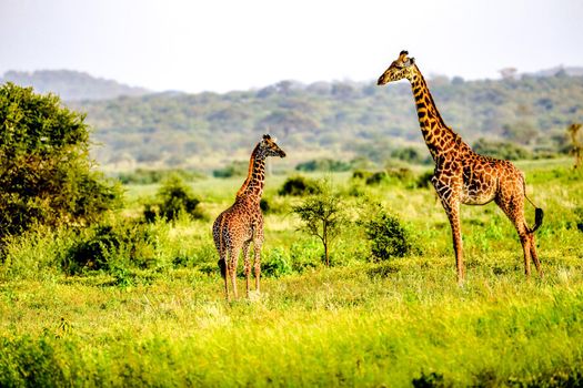 Masai Giraffe, Massai-Giraffe in Amboseli National Park, Kenya, Africa