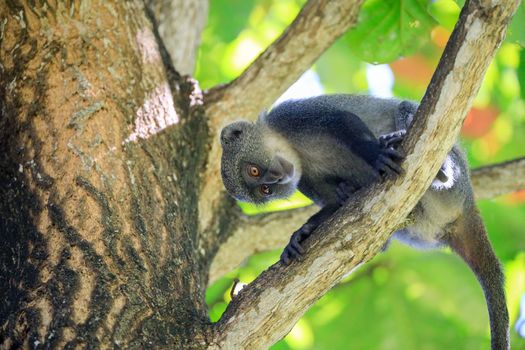 White-throated Monkey in a tee, Kenya, Africa