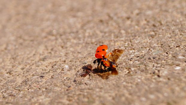 A close up of a ladybug on fly. Macro. Insect