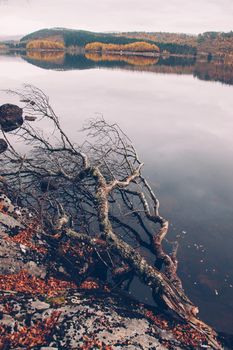 Branch at a Lake in the Highlands of Scotland, Great Britain, Europe