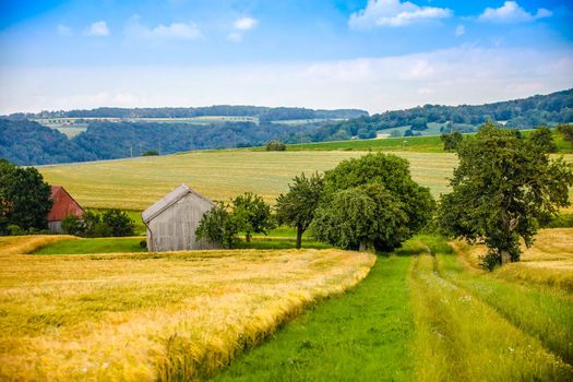 A tree in a agricultural field in Hohenlohe, Germany, Europe