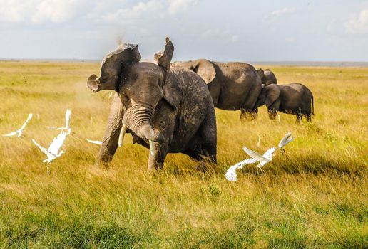 Elephants in Amboseli Nationalpark, Kenya, Africa 