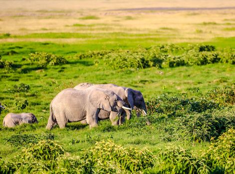 Elephants in Amboseli Nationalpark, Kenya, Africa 