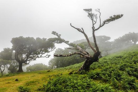 The Laurisilva Forest Fanal, Madeira, Portugal, Europe
