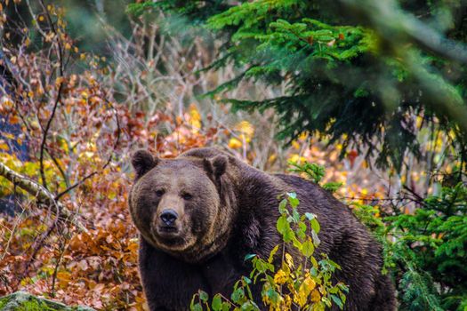 Brown bear (Ursus arctos arctos), outdoor in the National Park Bavarian Forest, Germany 