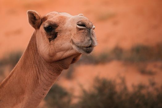 Camel in the Desert, Ras al Khaimah (Ra’s al-Chaima), Vereinigte Arabische Emirate, Asien 
