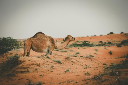 Camel in the Desert, Ras al Khaimah (Ra’s al-Chaima), Vereinigte Arabische Emirate, Asien 