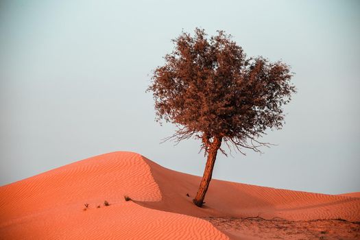 The Desert in Ras al Khaimah, United Arab Emirates, Asia 