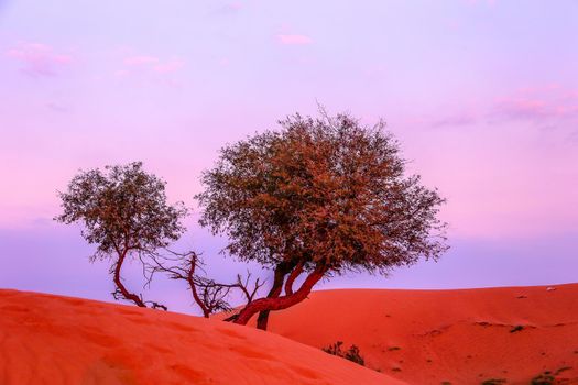 The Desert in Ras al Khaimah, United Arab Emirates, Asia 