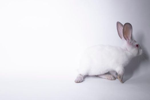 white rabbit with red eyes on white background. Isolated. Copy space