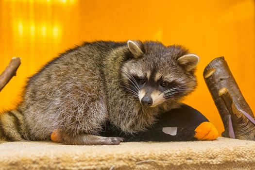 raccoon (Procyon lotor), also known as the North American raccoon close up. Human like expression on the animal face