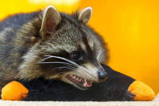raccoon (Procyon lotor), also known as the North American raccoon close up. Human like expression on the animal face